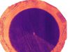 Thermal Infrared Image