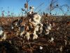 Cotton plantation