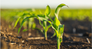 GVI Agriculture