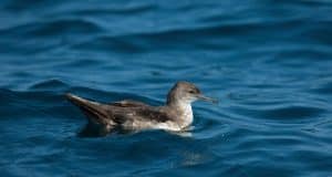 Black-vented Shearwater