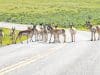 USGS Map Wildlife Conservation