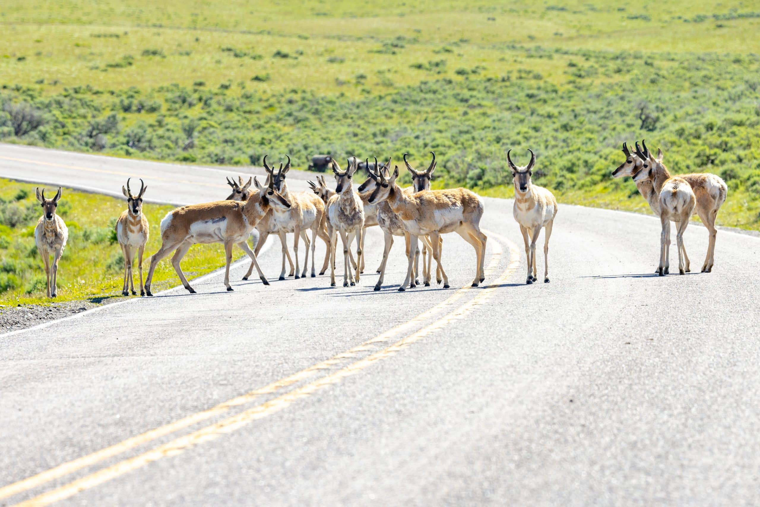 USGS Map Wildlife Conservation