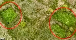 Illegal Marijuana Field