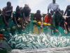 Illegal fishing