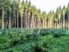 DroneSeed acquires Cal Forest Nurseries