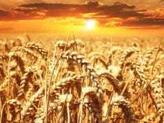 Syngenta Group and Yara adopt Varda’s Global Field ID to create a more sustainable food-chain