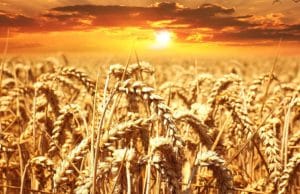 Syngenta Group and Yara adopt Varda’s Global Field ID to create a more sustainable food-chain