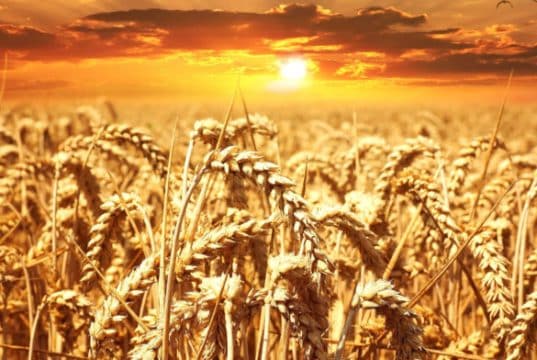 Syngenta Group and Yara adopt Varda’s Global Field ID to create a more sustainable food-chain