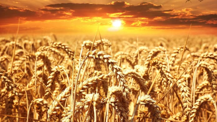Syngenta Group and Yara adopt Varda’s Global Field ID to create a more sustainable food-chain