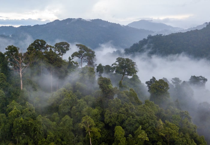 Geospatial for Sustainable Forest Management