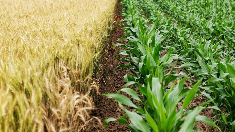 Role of Location intelligence in Agriculture