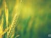 ICAR to Encourage Technology to Address Challenges of Climate Change