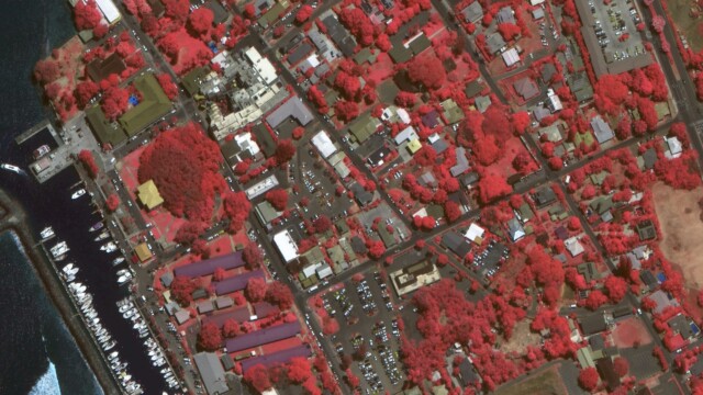 Banyan Court, Lahaina (False Color)